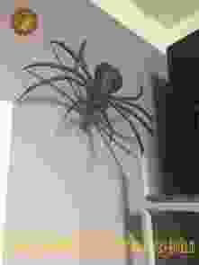 Кованый паук на стену