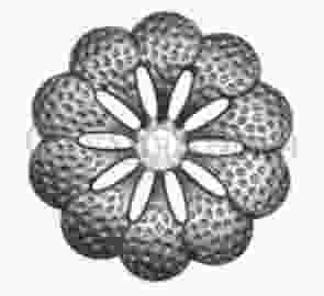 Кованый цветок арт. SK23.30 разм. 68 (1.5мм)