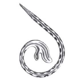 Кованый вензель, завиток арт. 984 разм. 19x12